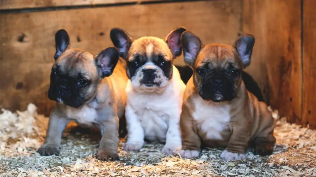 The Birth and Delivery of a French Bulldog Puppy