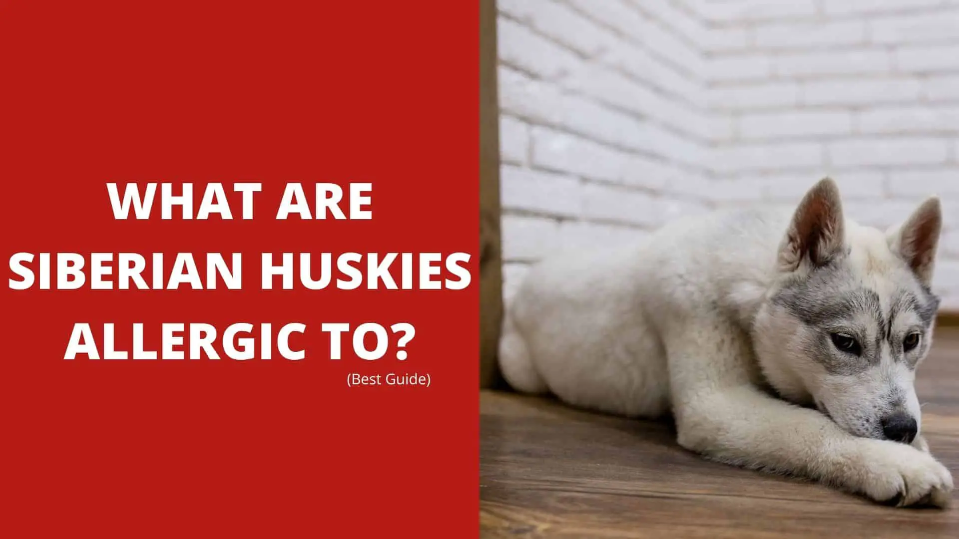 What Are Siberian Huskies Allergic To? – Best Guide 2022