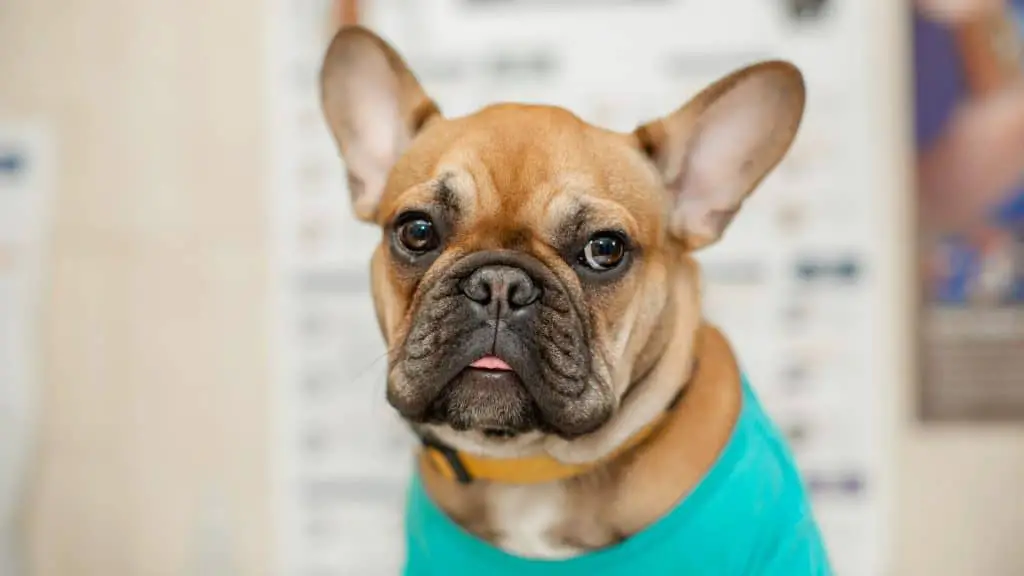 What Are the Options for The French Bulldog Pregnancy Test