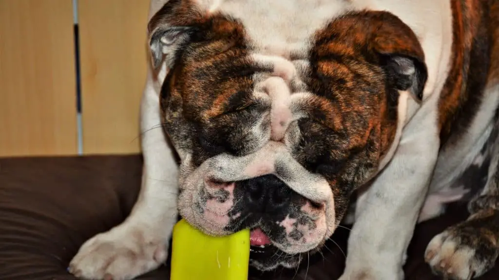 What Do Bulldogs Like To Eat Most?