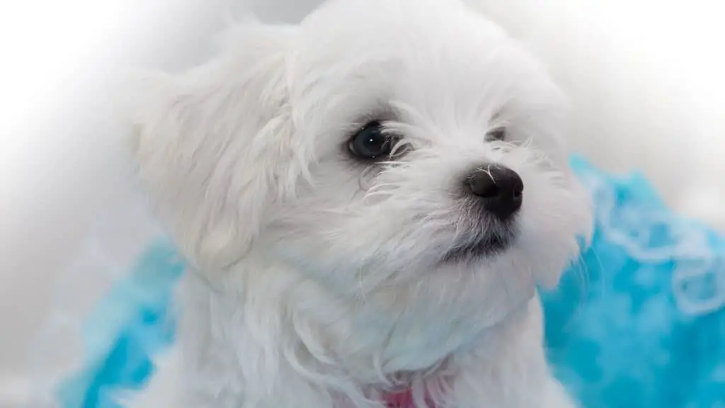 What Should I Know About Maltese Puppies?