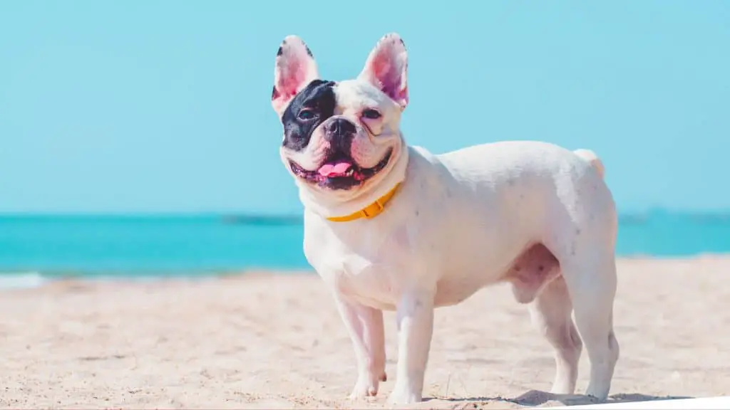 What's the Meaning of Pied French Bulldog Colors?