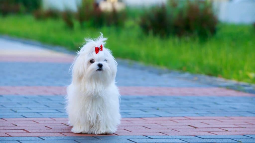 You also have the option to cook your dog food for your Maltese