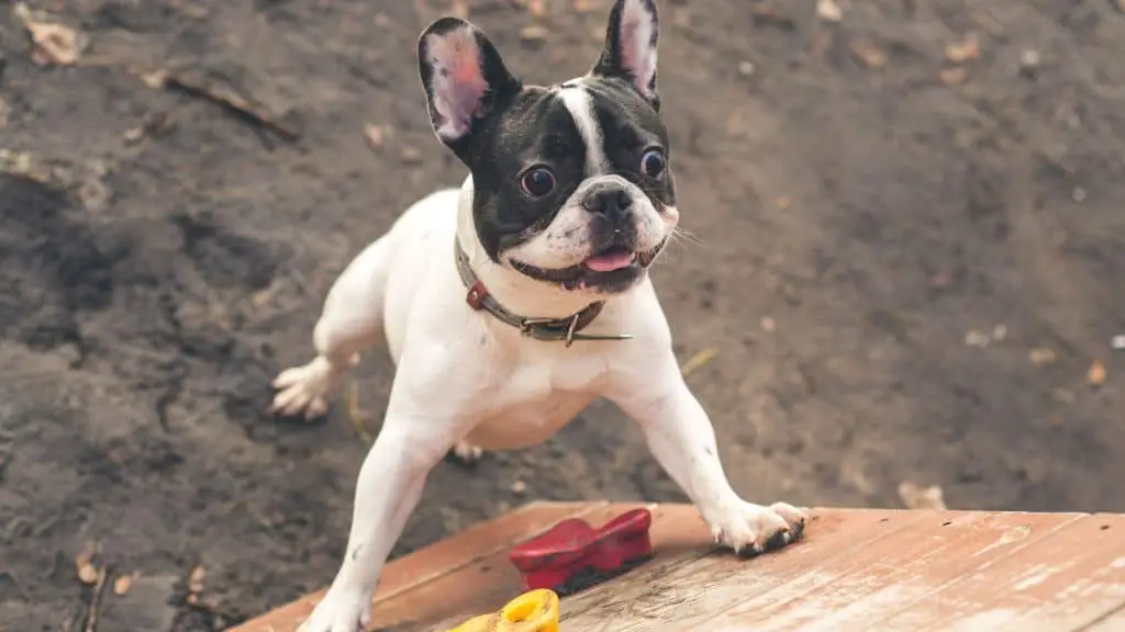 Your Frenchie's Nutritional Needs