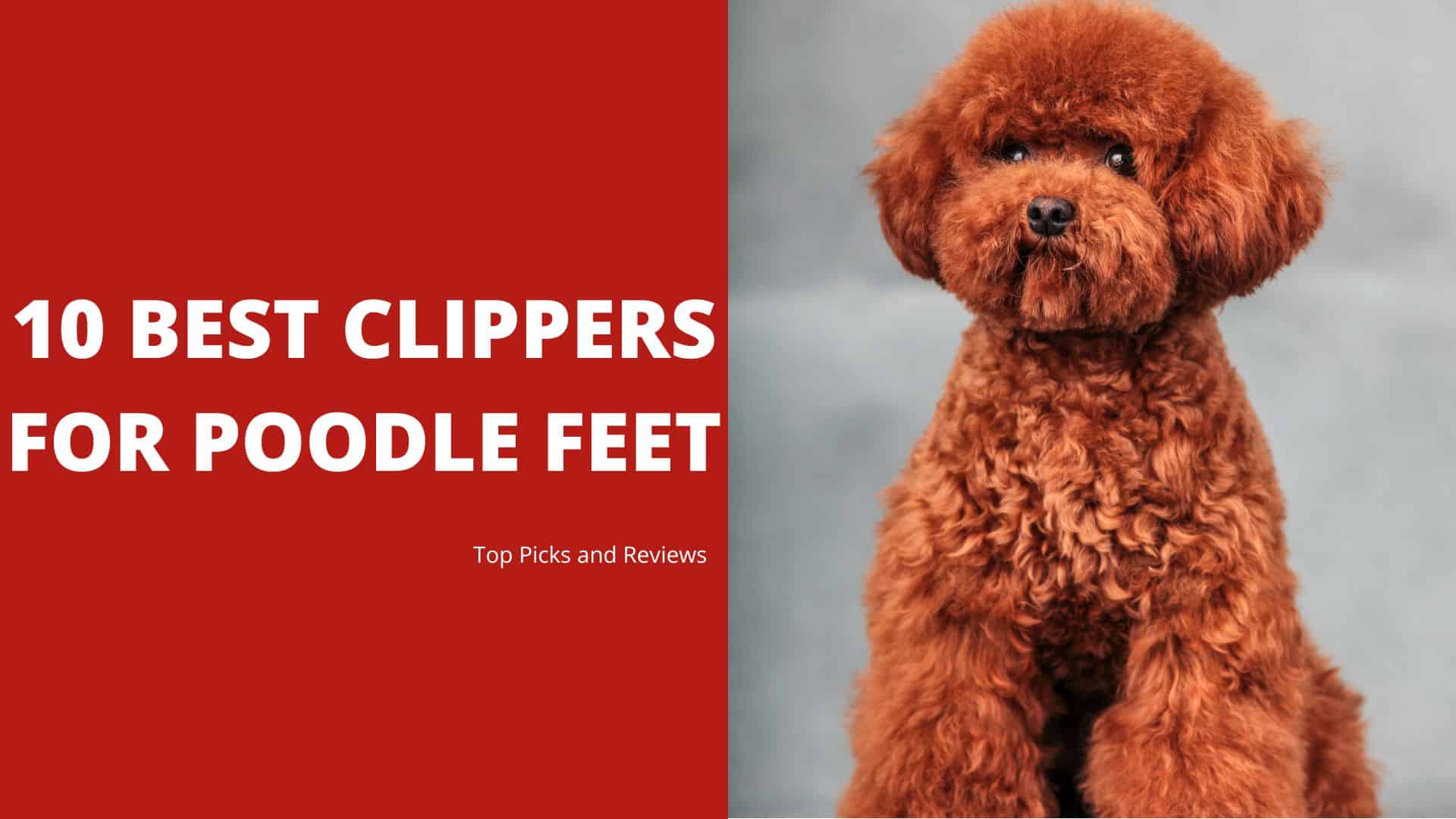 10 Best Clippers For Poodle Feet