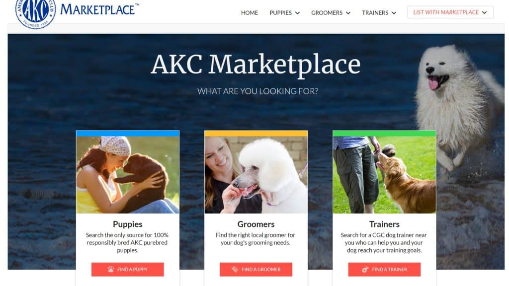 AKC Marketplace - Nationwide -  Fluffy Frenchie breeders