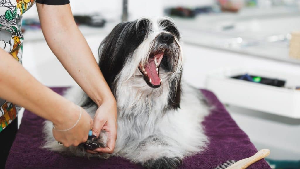 Anti-Fungal Treatment for Dogs’ Bleeding Nails