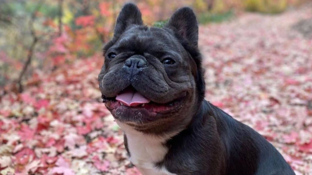 Appearance and Temperament of a Fluffy Frenchie