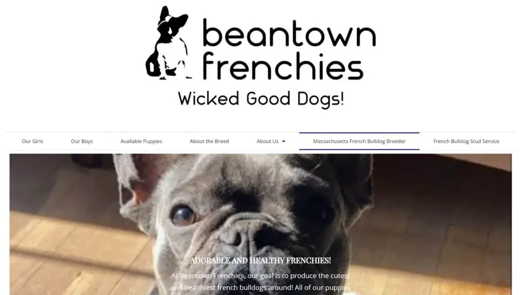 Beantown Frenchies - Fluffy Frenchie breeders