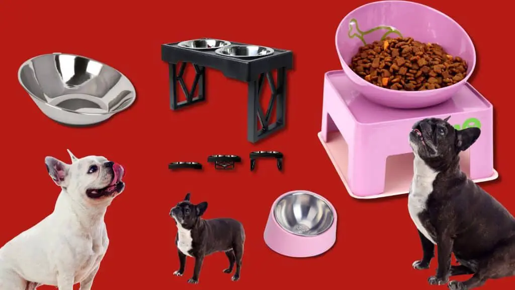Best Dog Bowls for French Bulldogs