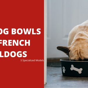 Best Dog Bowls for French Bulldogs – 5 Specialized Models