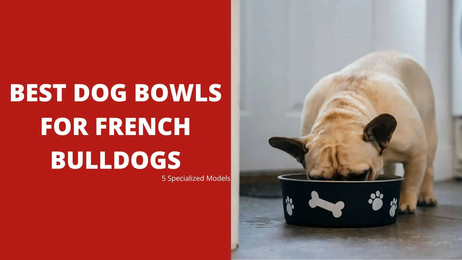 Best Dog Bowls for French Bulldogs – 5 Specialized Models