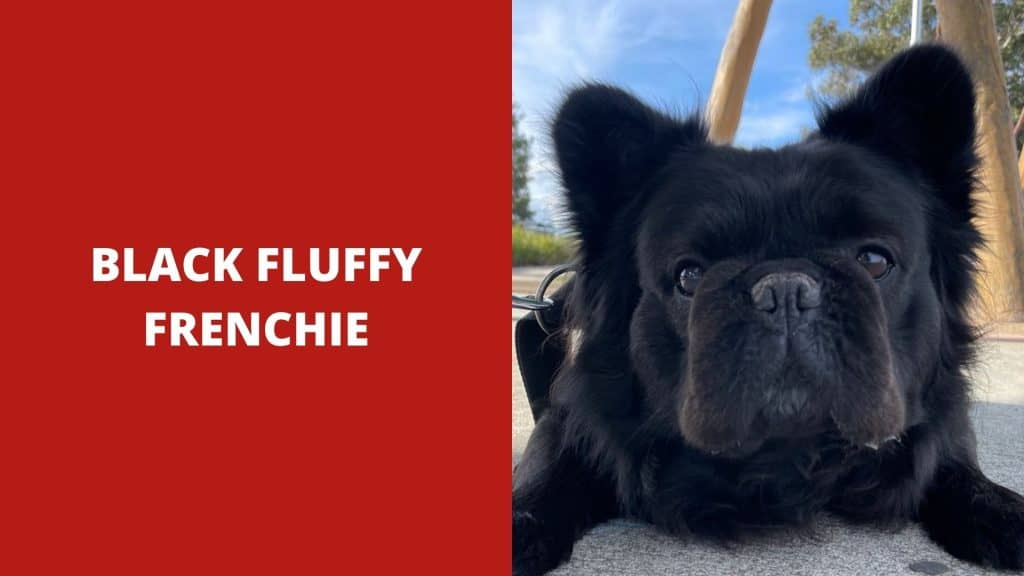 Black Fluffy Frenchie - How Much Is a Fluffy French Bulldog Cost?