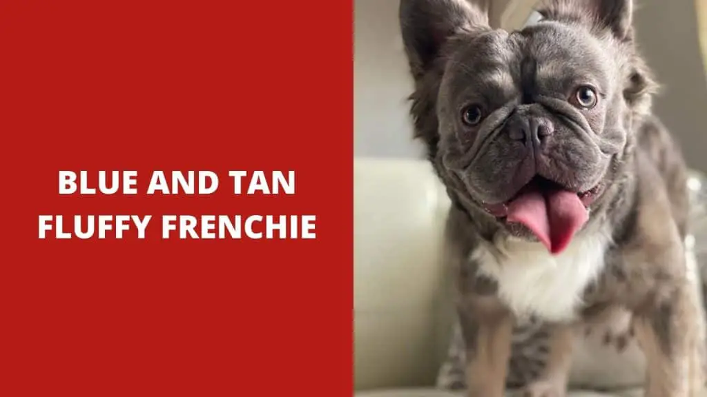 Blue and Tan Fluffy Frenchie - How Much Is a Fluffy French Bulldog Cost?