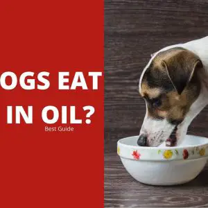 Can Dogs Eat Tuna in Oil? Best Guide