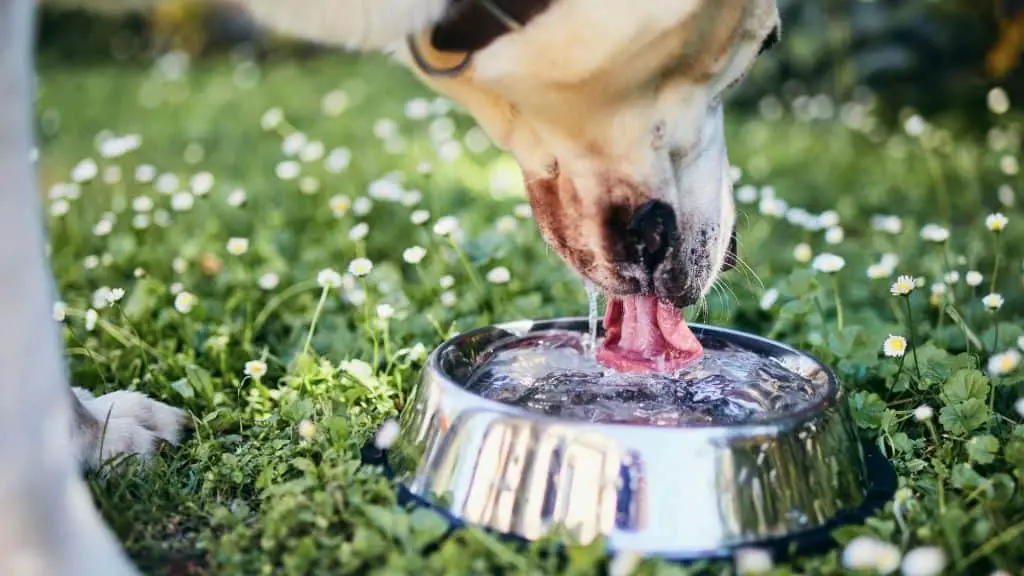 Change your Dog's Water More Frequently