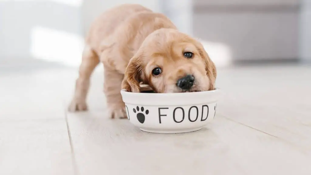 Changing Your Dog’s Food