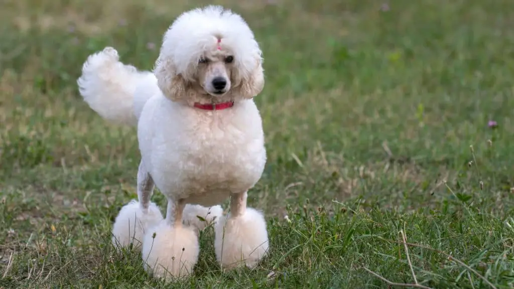 Check out our list of the ten best clippers for poodle feet below