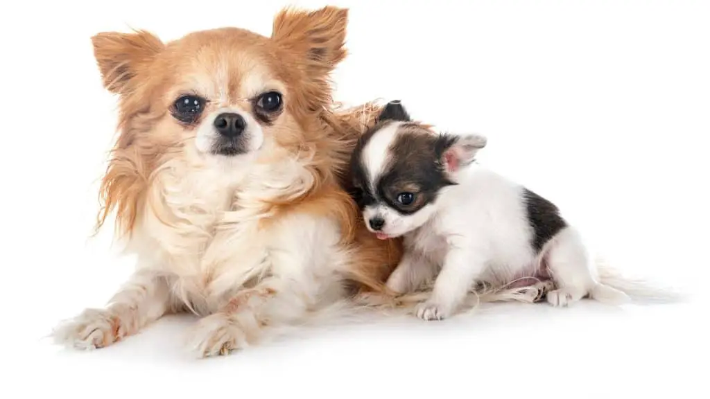 Chihuahua Litter Sizes Compared to Other Dog Breeds