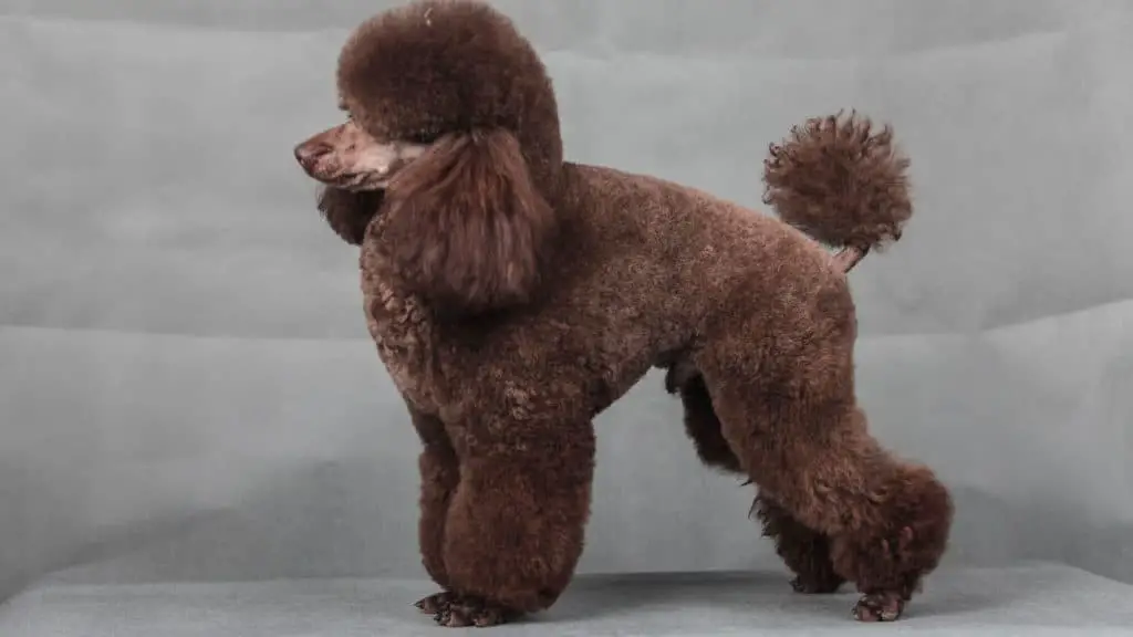 Common Mistakes People Make When Grooming Their Poodle's Feet