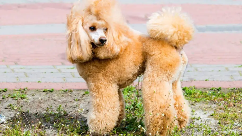 Conclusion - Best clippers for poodle feet