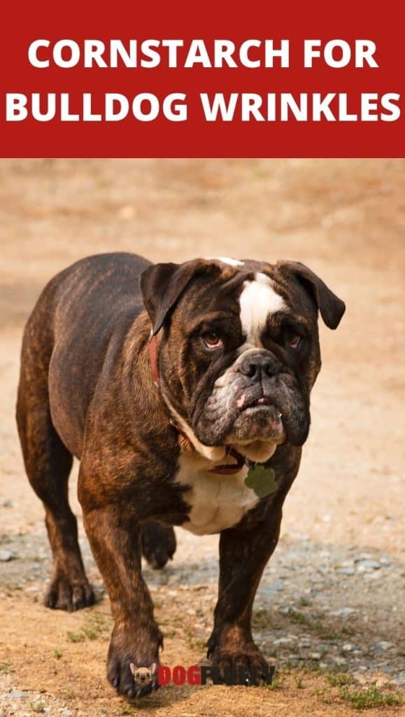 Eye Infection and Skin Irritations in Bulldogs