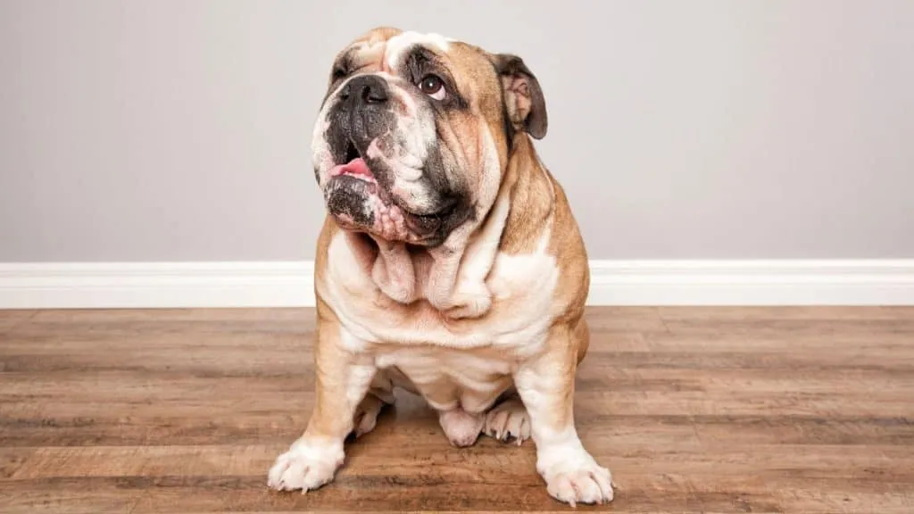 Cornstarch for Bulldog Wrinkles