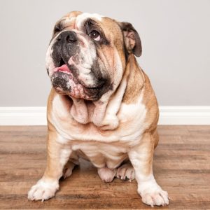 Cornstarch for Bulldog Wrinkles