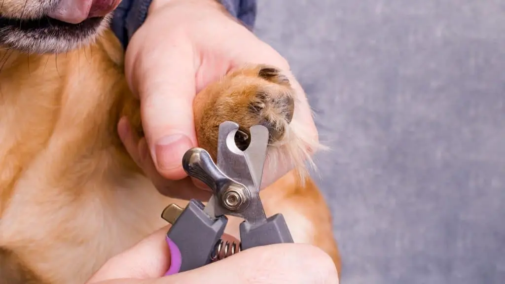 Cutting Your Dog Nails Safely