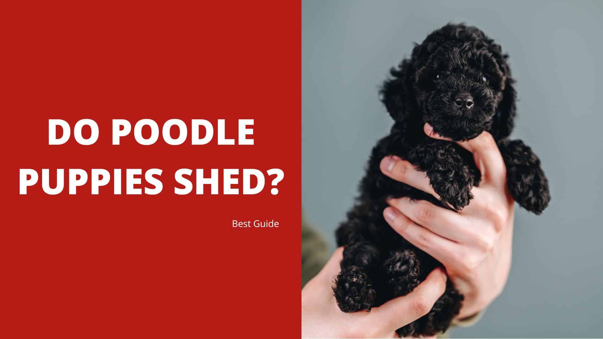 Do Poodle Puppies Shed? Best Guide