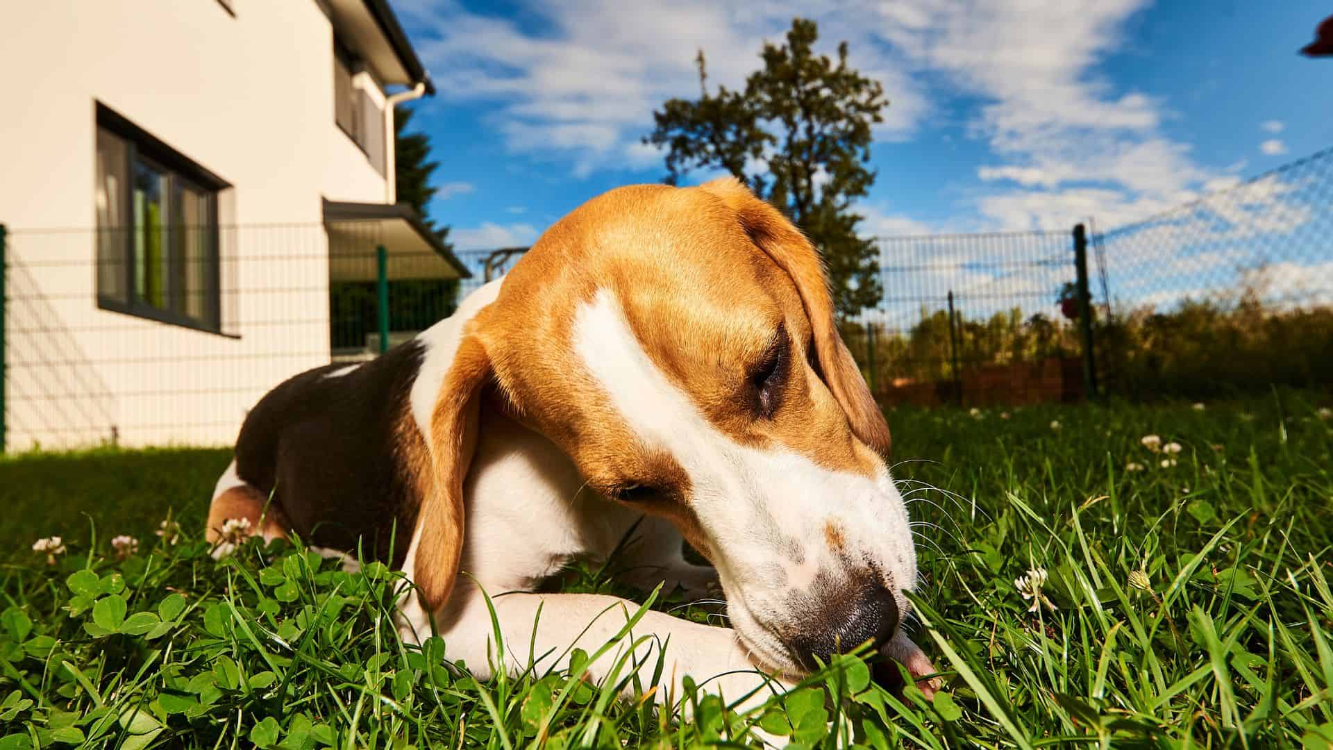 What To Give A Puppy For Upset Stomach & Vomiting