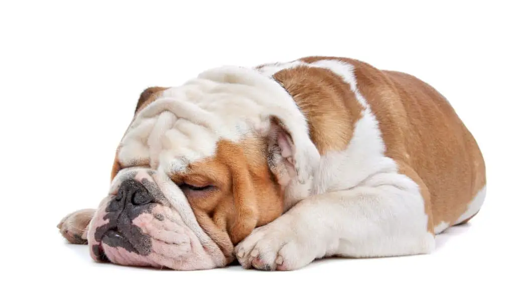 English Bulldog Lifespan And Health Problems