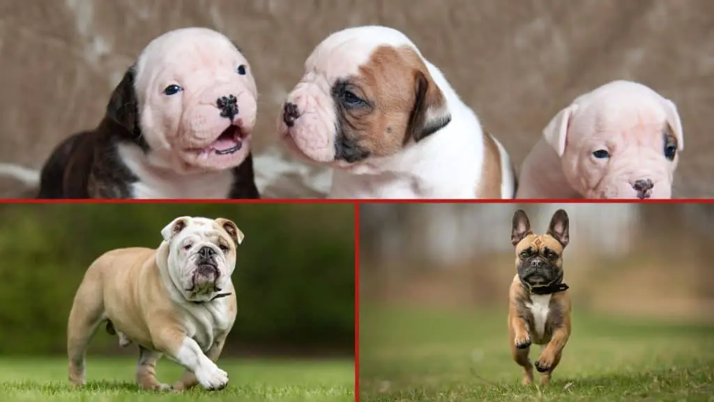 English Bulldog Lifespan Compared With Other Dog Breeds