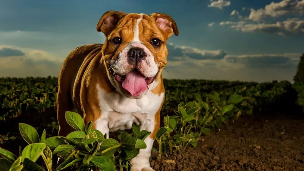 How Long Do Bulldogs Live? 5 Important Points 5 English Bulldog Lifespan (Life Expectancy) And Breeding