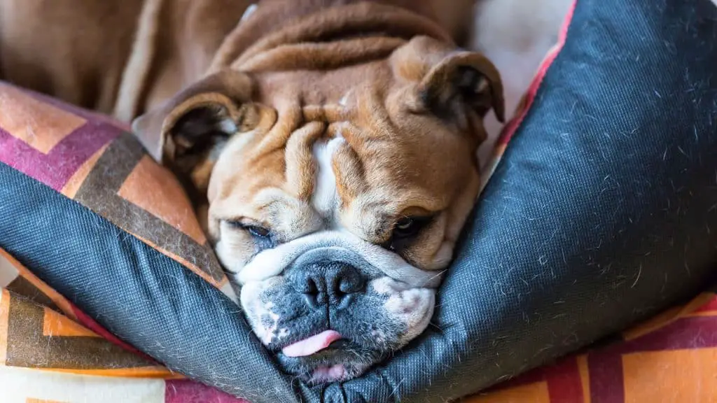 English Bulldog Lifespan Problems Related to Heart Kidney and Bladder