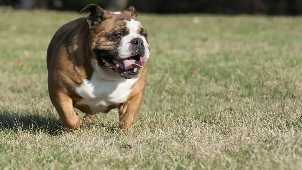 English Bulldog Lifespan and Breathing Disorders