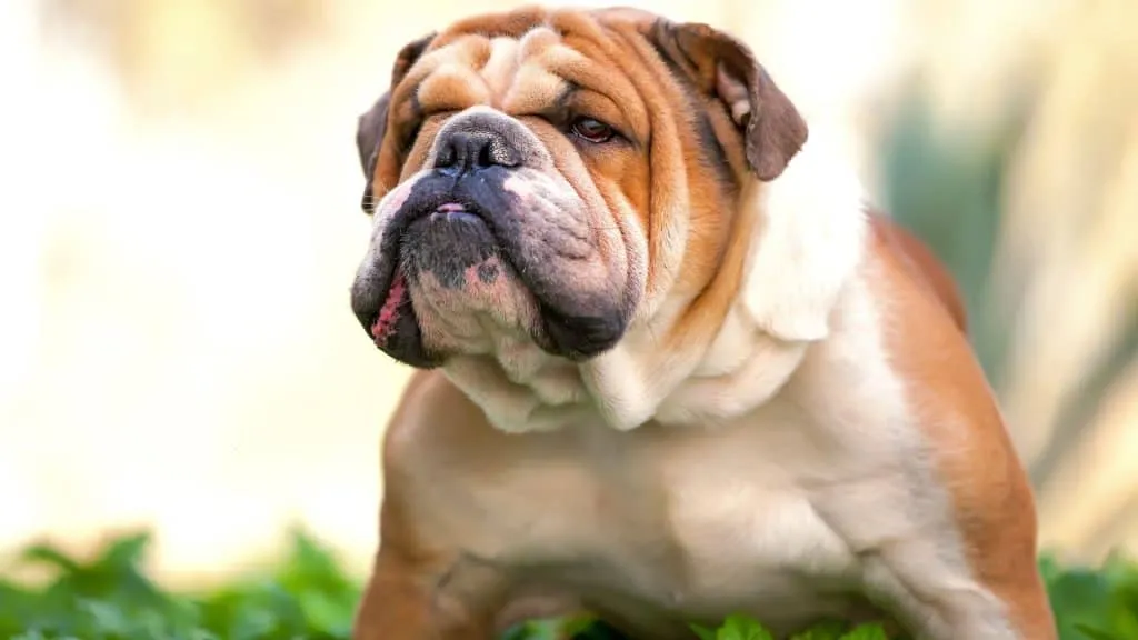 How Long Do Bulldogs Live? 5 Important Points 1 English Bulldogs Are Popular Dogs - How long do Bulldogs live