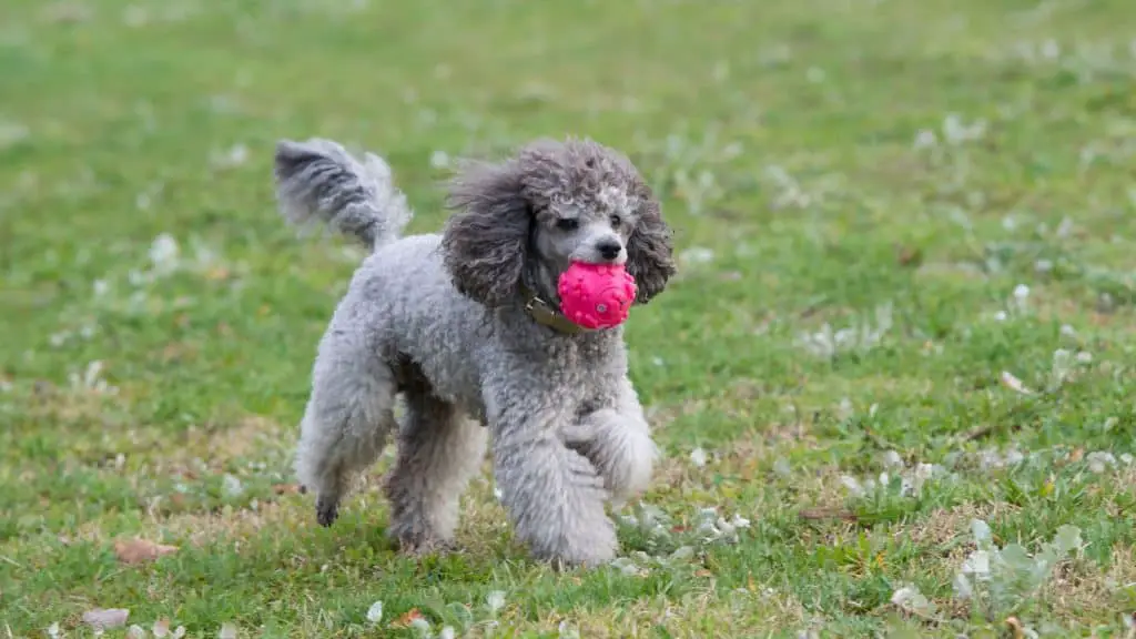 Exercising Your Poodle Puppy