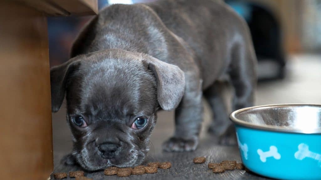 FAQ's - Best Bowls for French Bulldogs