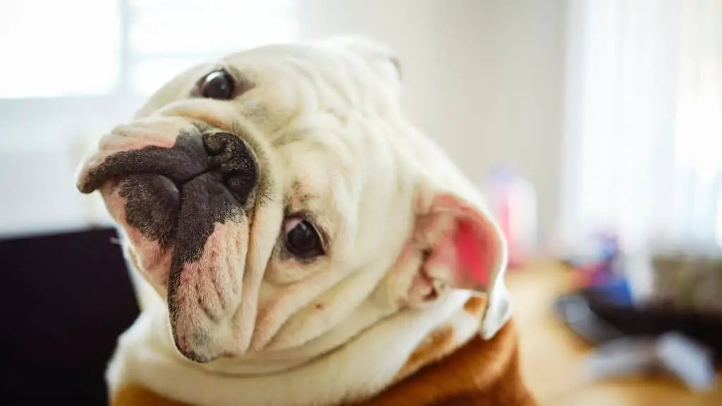 Final Words - Cornstarch For Bulldog Wrinkles