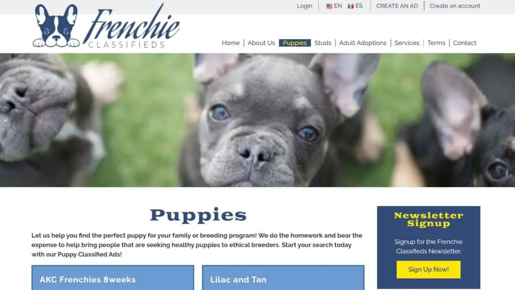Frenchie Classifieds -  Fluffy Frenchie breeders