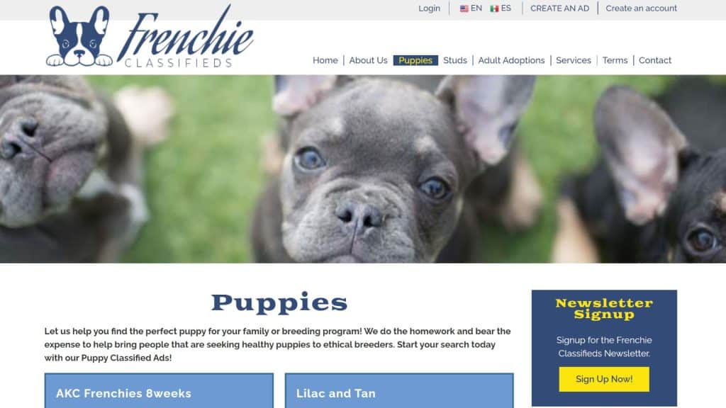 Frenchie Classifieds -  Fluffy Frenchie breeders