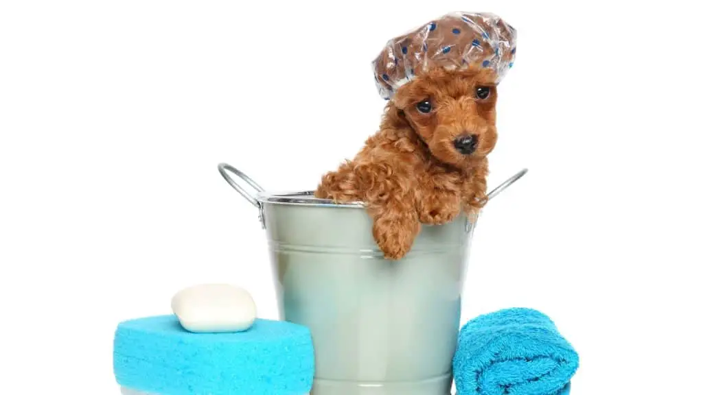 Grooming Your Poodle Puppy