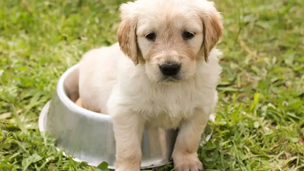 What to Give Puppy for Upset Stomach - Best Guide 3 Home Remedies for your Dog's Upset Stomach