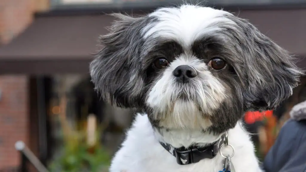 How Did Shih Tzu's Health Affect Their Growth?