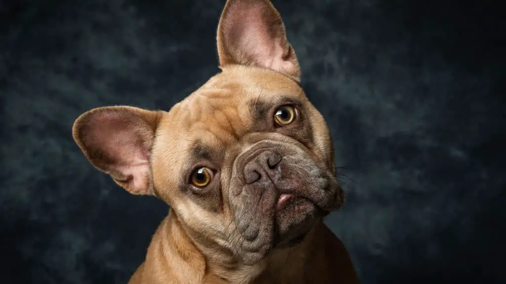 How Do French Bulldog Ears Go Up?