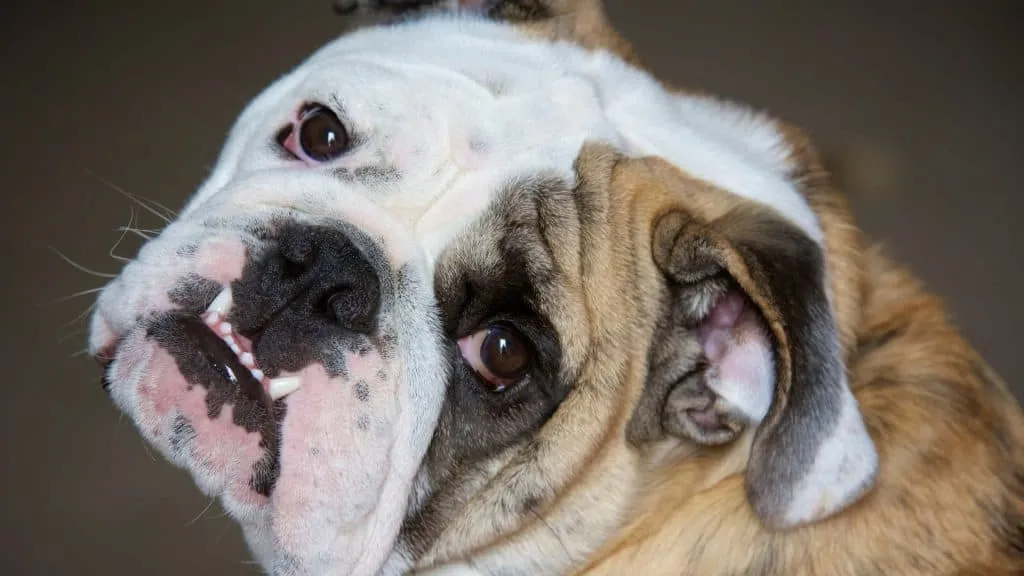 How Long Do Bulldogs Live? With Other General Factors