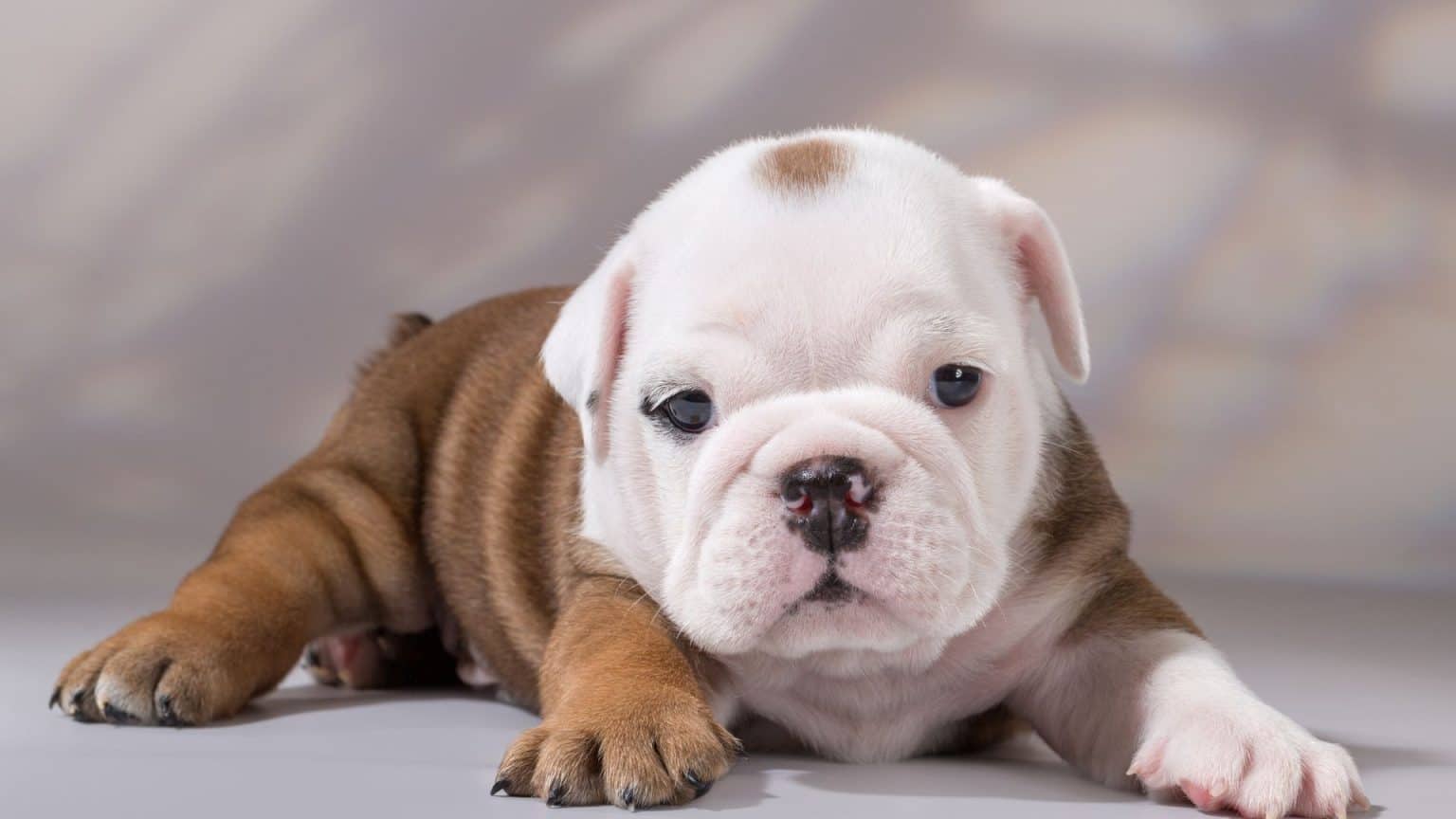 How Long Do Bulldogs Live? 5 Important Points 2024 Dog Fluffy
