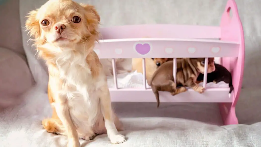 How Many Chihuahua's Pregnancy Stages? 