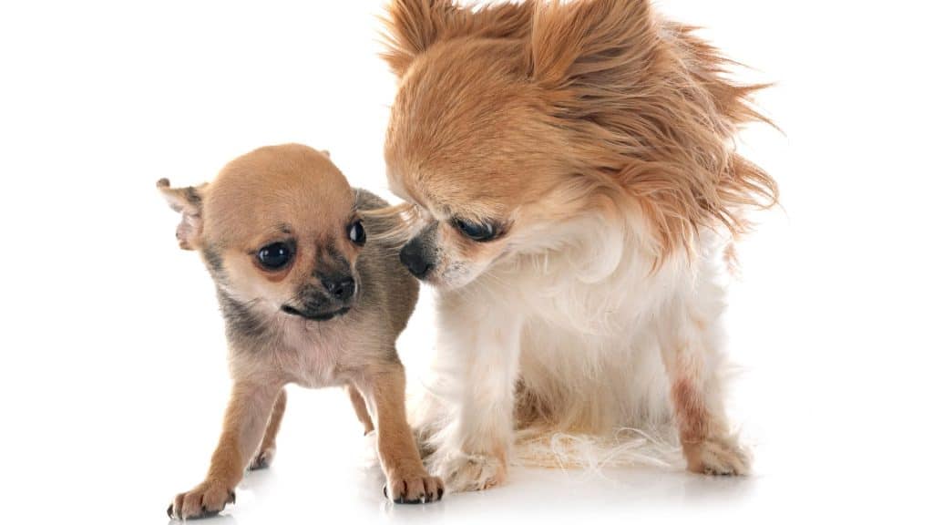 How Many Times A Year Can A Chihuahua Have Puppies?